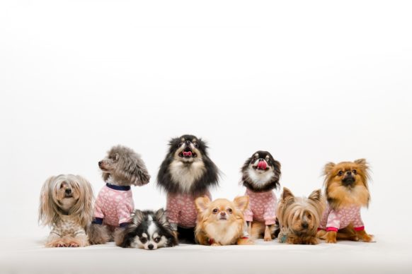 【11月11日(土)19時～21時】【🐶犬好き集まれ🐶】『第１回 犬好き交流飲み会』イヌ友づくりの交流企画★『ワンワン(11月)＆ワンワン(11日)』の日の語呂合わせ記念企画です♪