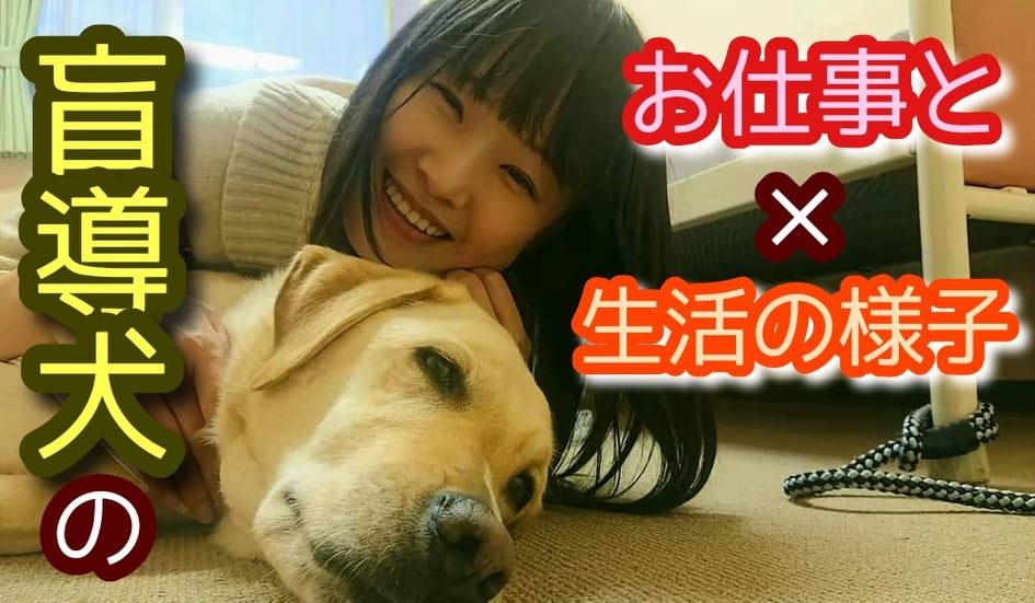 【盲導犬について知ってみませんか？】視覚障害者をサポートしている盲導犬！